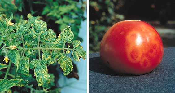 Чем болеют томаты и как их лечить - GrowHobby.ru