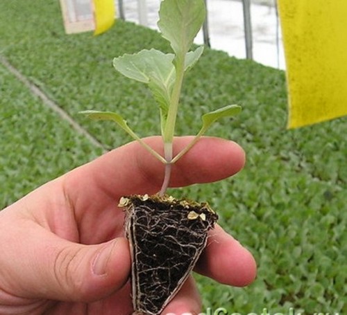 Технология выращивания капусты в теплице и парнике