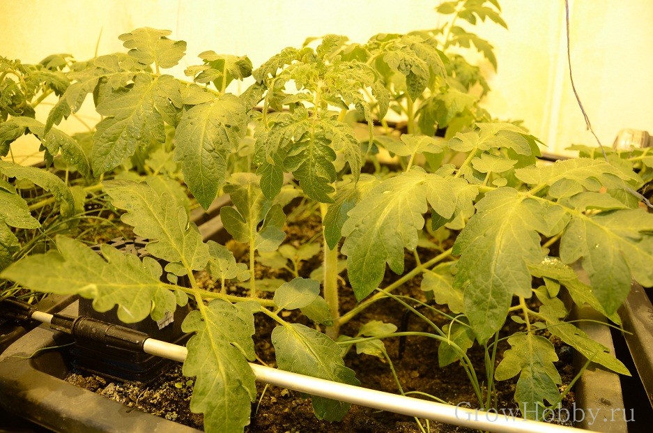Овощной GrowHobby Report томаты